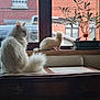 animal, cat, cozy, curiosity, daylight, decor, domestic, ferret, furry, household, indoor, natural_light, pet, plant, potted_plant, small_animal, still_life, white_fur, window, wooden_cabinet