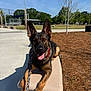 dog, german_shepherd, pet, tongue_out, leash, collar, bench, park, outdoor, sunny, ears, concrete, mulch, tree, grass, shadow, happy, sitting, portrait, closeup