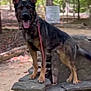 dog, german_shepherd, park, forest, trees, stone_wall, leash, outdoor, tongue_out, paws, erect_ears, portrait, standing, looking_at_camera, nature, path, signboard, collar, rock, daylight