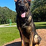 dog, german_shepherd, tongue_out, park, outdoor, grass, leash, rock, paws, ears, sitting, happy, portrait, canine, animal, sunlight, trees, panting, close_up, exercise_equipment
