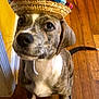 dog, puppy, sombrero, hat, brindle_coat, indoor, hardwood_floor, eyes, nose, paws, strap, sitting, looking_up, close_up, portrait, cute, pet, wooden_floor, doorway, wall