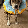 dog, pet, brindle_coat, paws, indoor, carpet, donut_collar, inflatable_collar, looking_up, face, nose, ears, sitting, cute, sprinkles_pattern, blue, yellow, furniture, power_cord, portrait