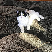 Lola joined the competition — help win amazing prizes! animal, black_and_white, carpet, cat, cute, domestic_cat, floor, fluffy, fur, home, indoor, looking_up, lying_down, pet, relaxing, soft, sunlight, tail, whiskers, yellow_eyes