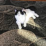 animal, black_and_white, carpet, cat, cute, domestic_cat, floor, fluffy, fur, home, indoor, looking_up, lying_down, pet, relaxing, soft, sunlight, tail, whiskers, yellow_eyes
