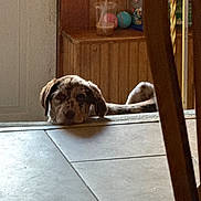 Vienna is registered to the contest to win money with this photo: dog, indoor, resting, floor, tile_floor, wood_paneling, pet_toys, drink_cup, threshold, chair_leg, relaxed, brown_dog, quiet, home, domestic, animal, laying_down, calm, furniture, background