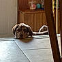 animal, background, brown_dog, calm, chair_leg, dog, domestic, drink_cup, floor, furniture, home, indoor, laying_down, pet_toys, quiet, relaxed, resting, threshold, tile_floor, wood_paneling