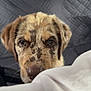 Vienna is registered to the contest to win money with this photo: puppy, dog, close_up, car_interior, blanket, speckled_coat, curious, pet, animal, face, ears, fur, brown, black, white, seat_cover, window, daylight, transport, cute
