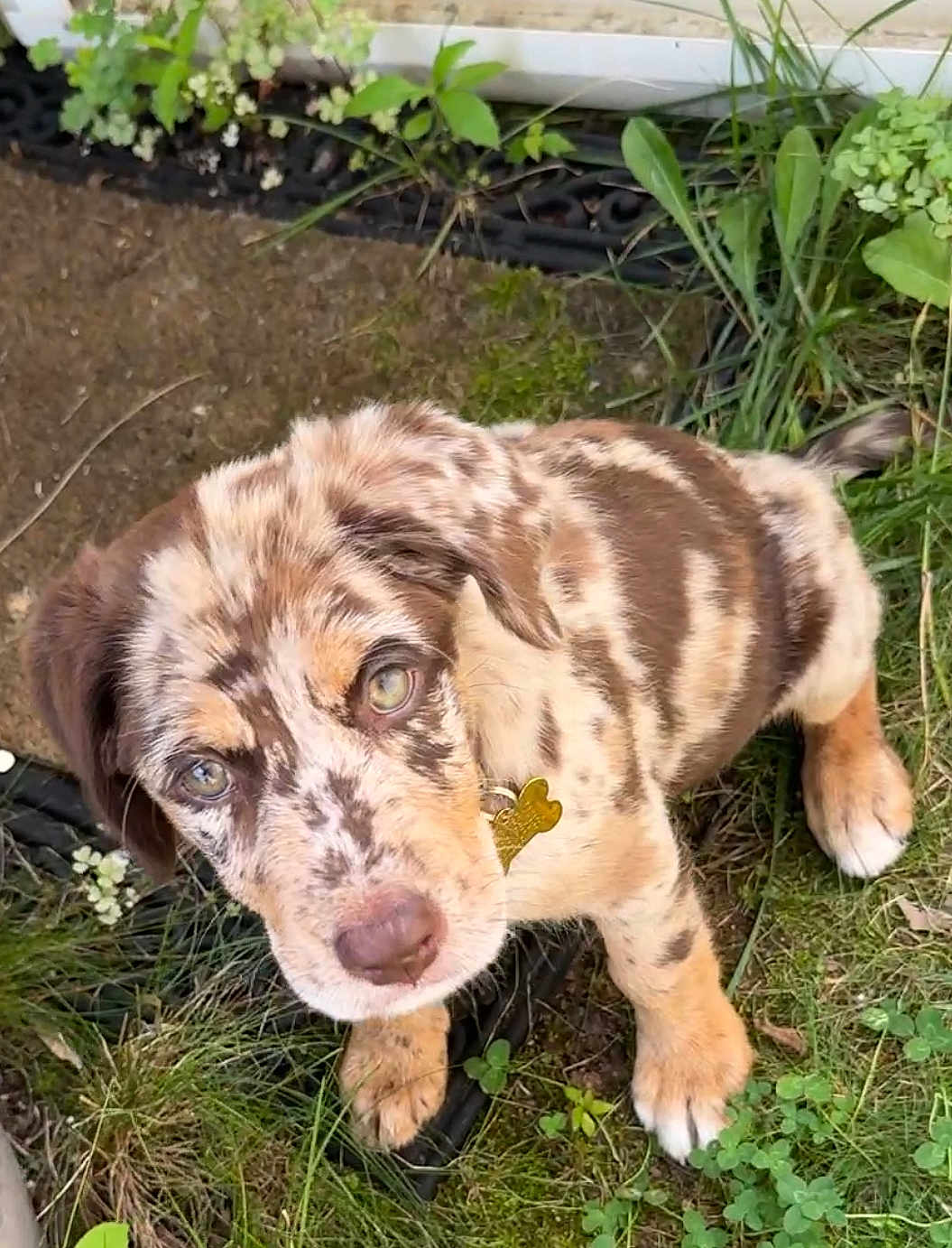 Vienna is registered to the contest to win money with this photo: puppy, dog, grass, plants, outdoor, pet, cute, animal, young, fur, ears, eyes, collar, nature, garden, brown, white, spotted, looking_up, adorable