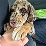 Vienna is registered to the contest to win money with this photo: puppy, dog, hand, paw, bite, close_up, indoor, car_interior, seat, cute, brown, speckled, fur, animal, pet, young, friendly, nurturing, interaction, companion
