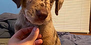 Vienna joined the competition — help win amazing prizes! puppy, dog, hand, indoor, bed, blanket, window, blinds, brown, spotted, cute, pet, animal, fur, sitting, young, domestic, companion, friendly, cozy