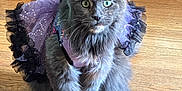 Ashley joined the competition — help win amazing prizes! animal, cat, costume, cute, domestic_cat, dress, ears, fairy_wings, feline, fluffy, gray_cat, indoor, looking, pet, playful, purple, sitting, sparkly, whiskers, wooden_floor