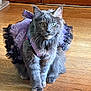 animal, cat, costume, cute, domestic_cat, dress, ears, fairy_wings, feline, fluffy, gray_cat, indoor, looking, pet, playful, purple, sitting, sparkly, whiskers, wooden_floor