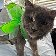 Ashley joined the competition — help win amazing prizes! animal, bed, cat, closeup, costume, curious, cute, domestic, fairy_wings, feline, furry, gray_cat, green, indoor, pet, playful, soft, standing, whiskers, window_blinds