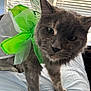 animal, bed, cat, closeup, costume, curious, cute, domestic, fairy_wings, feline, furry, gray_cat, green, indoor, pet, playful, soft, standing, whiskers, window_blinds