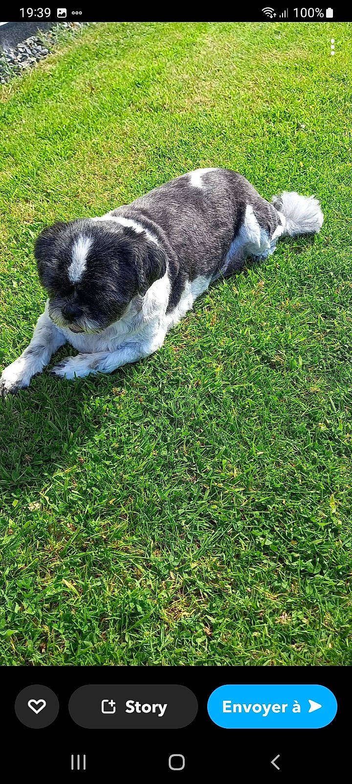 Hypso a rejoint le concours — aidez-le/la à gagner de superbes lots ! australian_cattle_dog, canidae, carnivore, companion_dog, dog, dog_breed, garden, grass, grassland, groundcover, lawn, non_sporting_group, pasture, plant, shrub, soil, sporting_group, tail, terrestrial_animal, working_animal