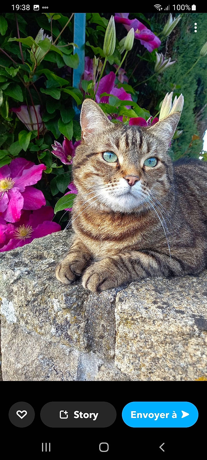 Lucien a rejoint le concours — aidez-le/la à gagner de superbes lots ! annual_plant, carnivore, cat, domestic_short_haired_cat, felidae, flower, fur, grass, groundcover, magenta, petal, plant, sitting, small_to_medium_sized_cats, snout, tail, terrestrial_animal, tree, whiskers, wildlife