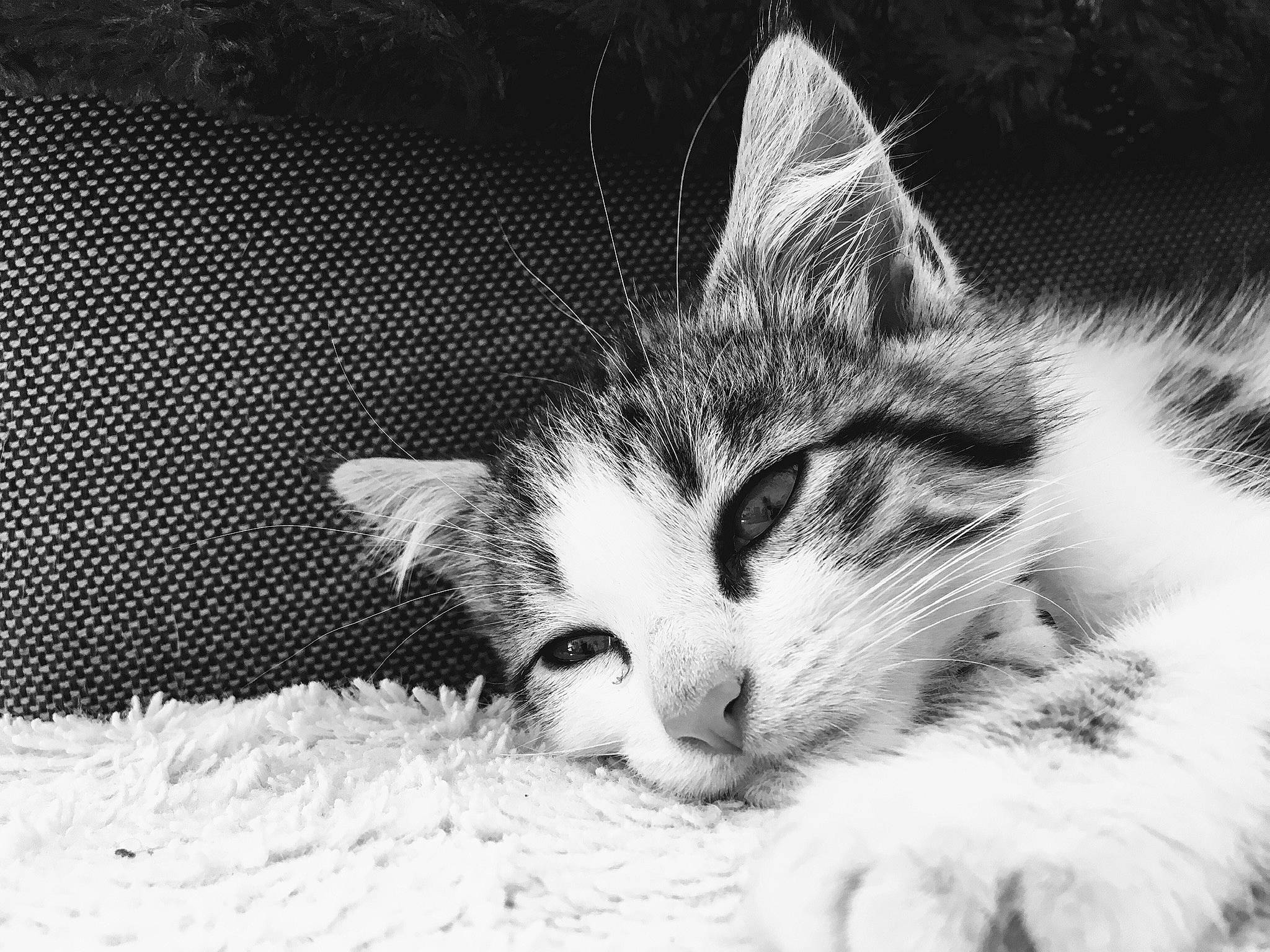 Doogy participe au concours pour gagner de l'argent avec cette photo : aegean_cat, american_wirehair, black_and_white, carnivore, cat, domestic_short_haired_cat, eye, felidae, fur, kitten, monochrome, monochrome_photography, nap, nose, photography, sleep, small_to_medium_sized_cats, snout, whiskers, white