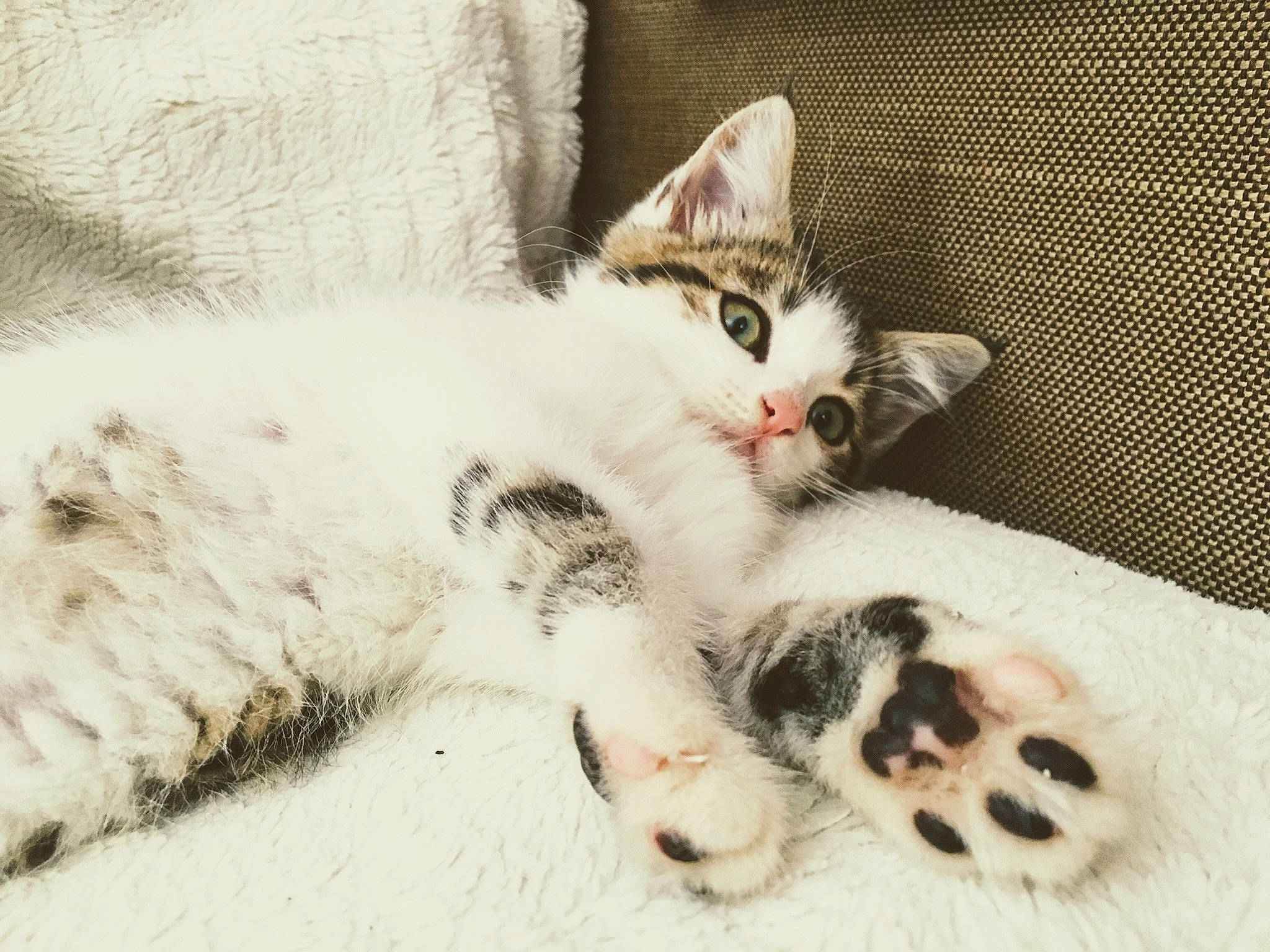 Doogy a rejoint le concours — aidez-le/la à gagner de superbes lots ! aegean_cat, american_wirehair, asian, carnivore, cat, claw, domestic_short_haired_cat, ear, european_shorthair, eye, felidae, fur, kitten, mammal, nose, paw, polydactyl_cat, small_to_medium_sized_cats, tabby_cat, whiskers