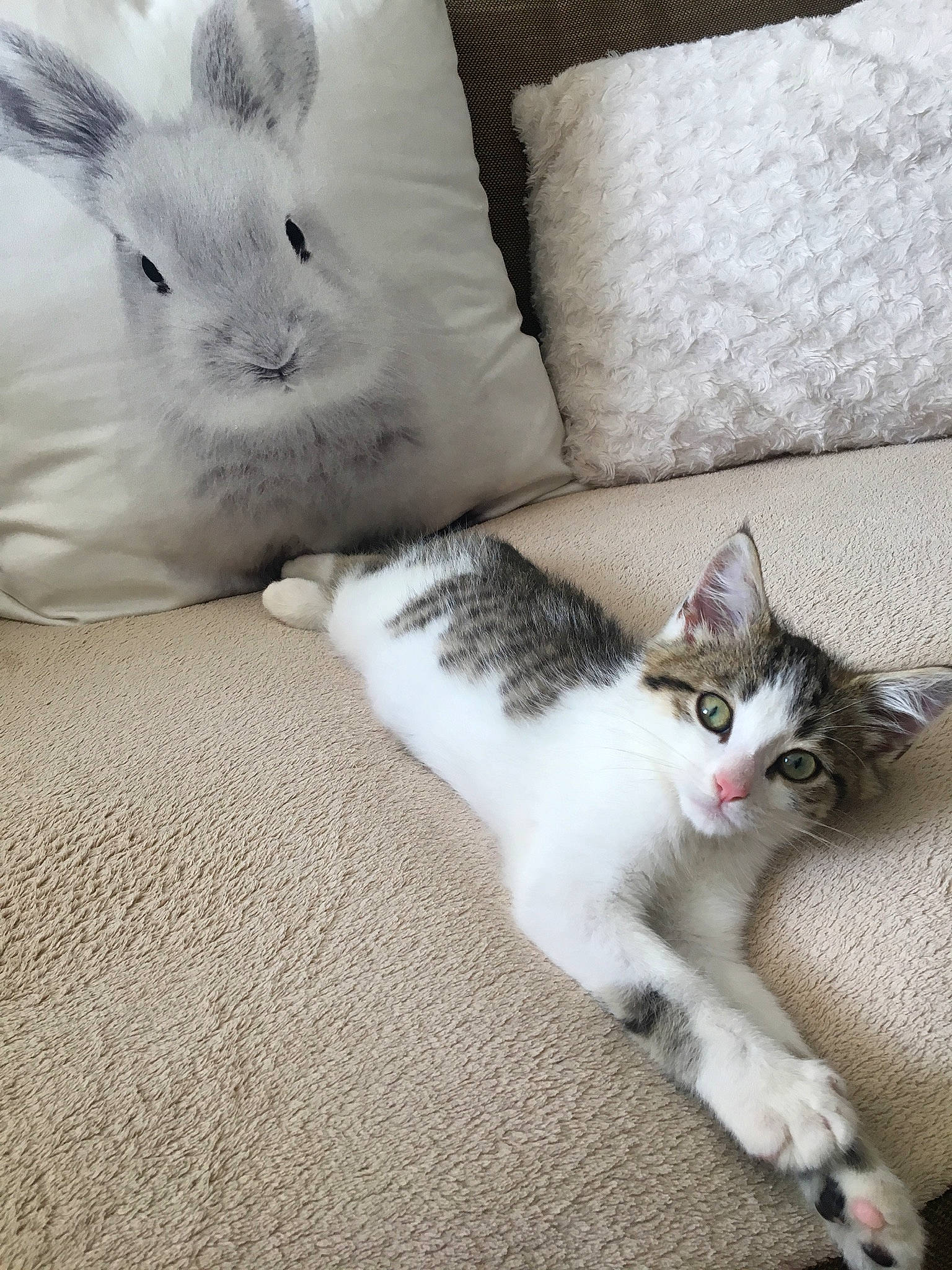 Doogy participe au concours pour gagner de l'argent avec cette photo : aegean_cat, asian, carnivore, cat, domestic_short_haired_cat, ear, european_shorthair, fawn, felidae, fur, kitten, mammal, paw, rabbit, rabbits_and_hares, skin, small_to_medium_sized_cats, tail, turkish_angora, whiskers