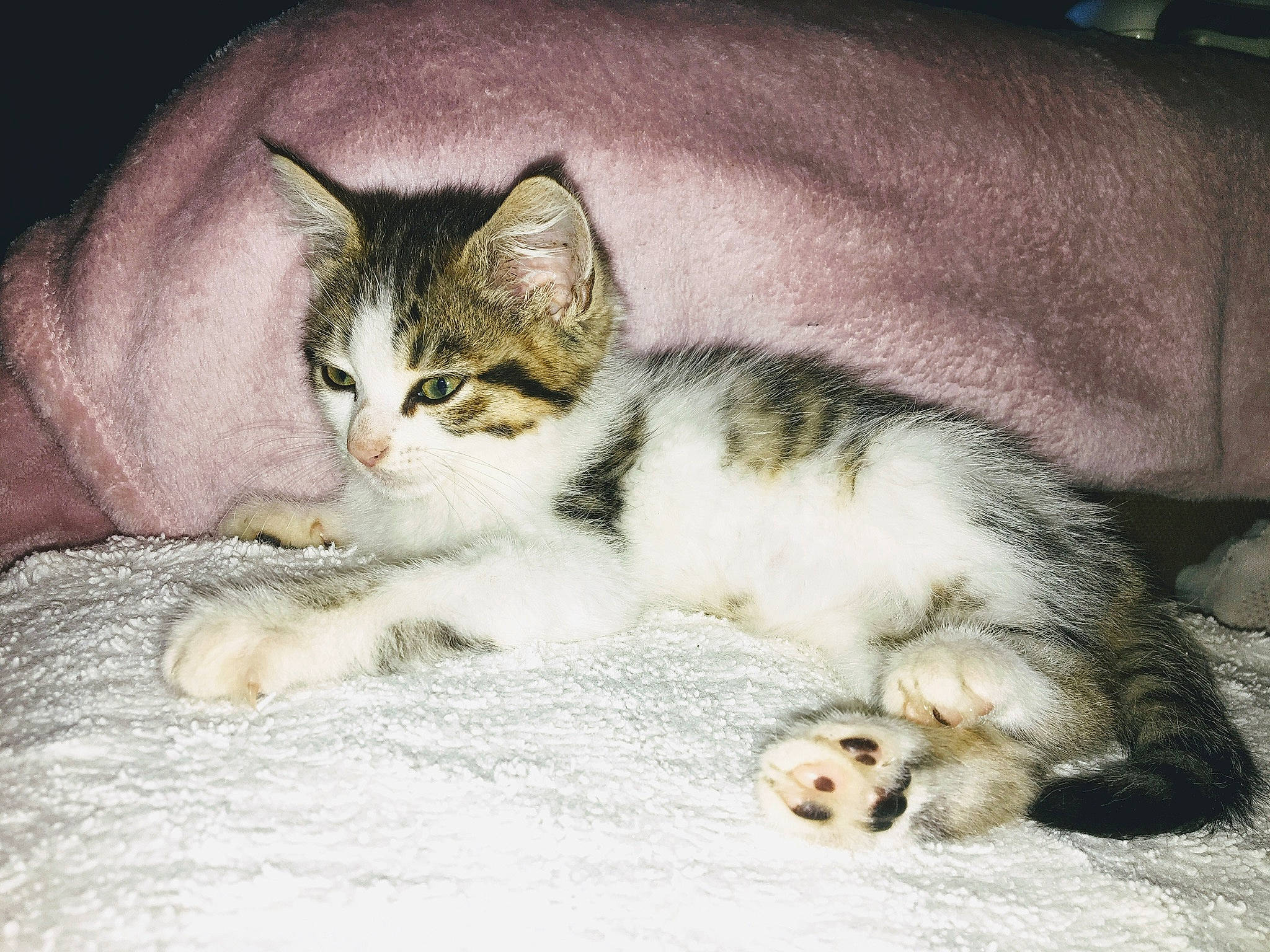 Doogy a rejoint le concours — aidez-le/la à gagner de superbes lots ! aegean_cat, american_shorthair, american_wirehair, asian, carnivore, cat, domestic_short_haired_cat, european_shorthair, felidae, kitten, mammal, paw, polydactyl_cat, singapura, small_to_medium_sized_cats, tabby_cat, vertebrate, whiskers