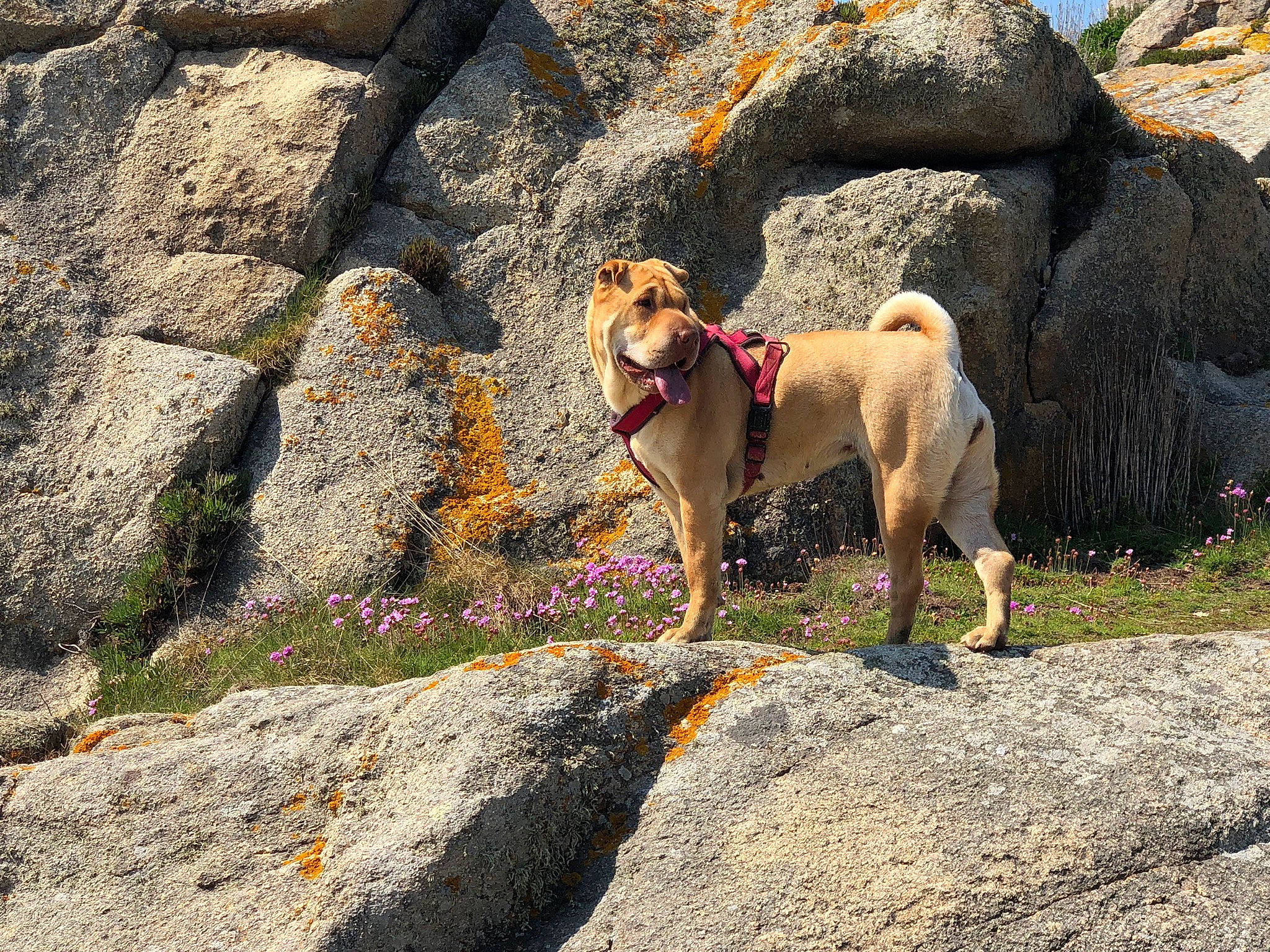Dune participe au concours pour gagner de l'argent avec cette photo : adventure, canidae, carnivore, dog, dog_breed, dog_hiking, fawn, hiking, recreation, rock, sporting_group, walking