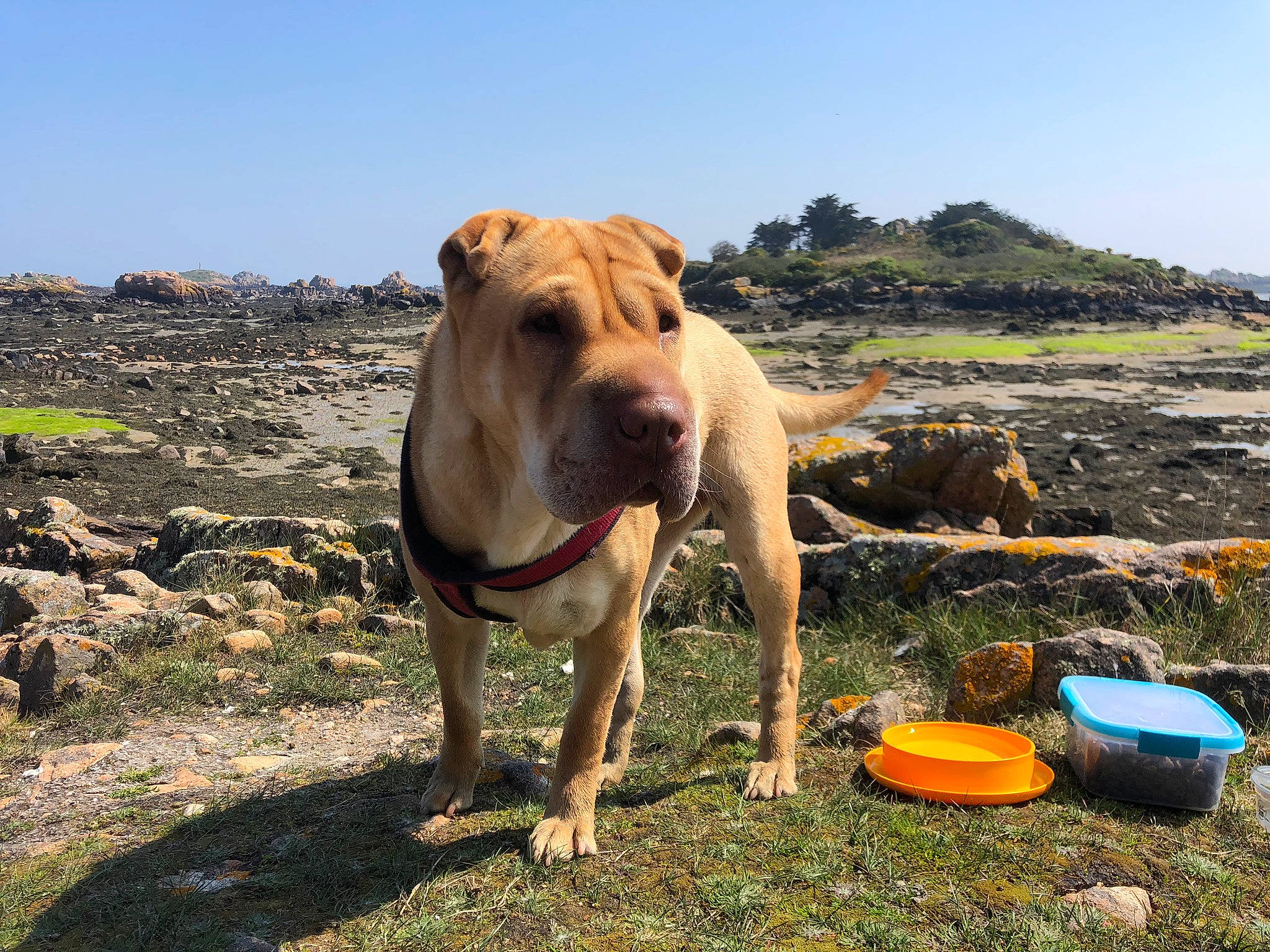 Dune participe au concours pour gagner de l'argent avec cette photo : adventure, canidae, carnivore, dog, dog_breed, fawn, mammal, molosser, non_sporting_group, shar_pei, snout, vertebrate