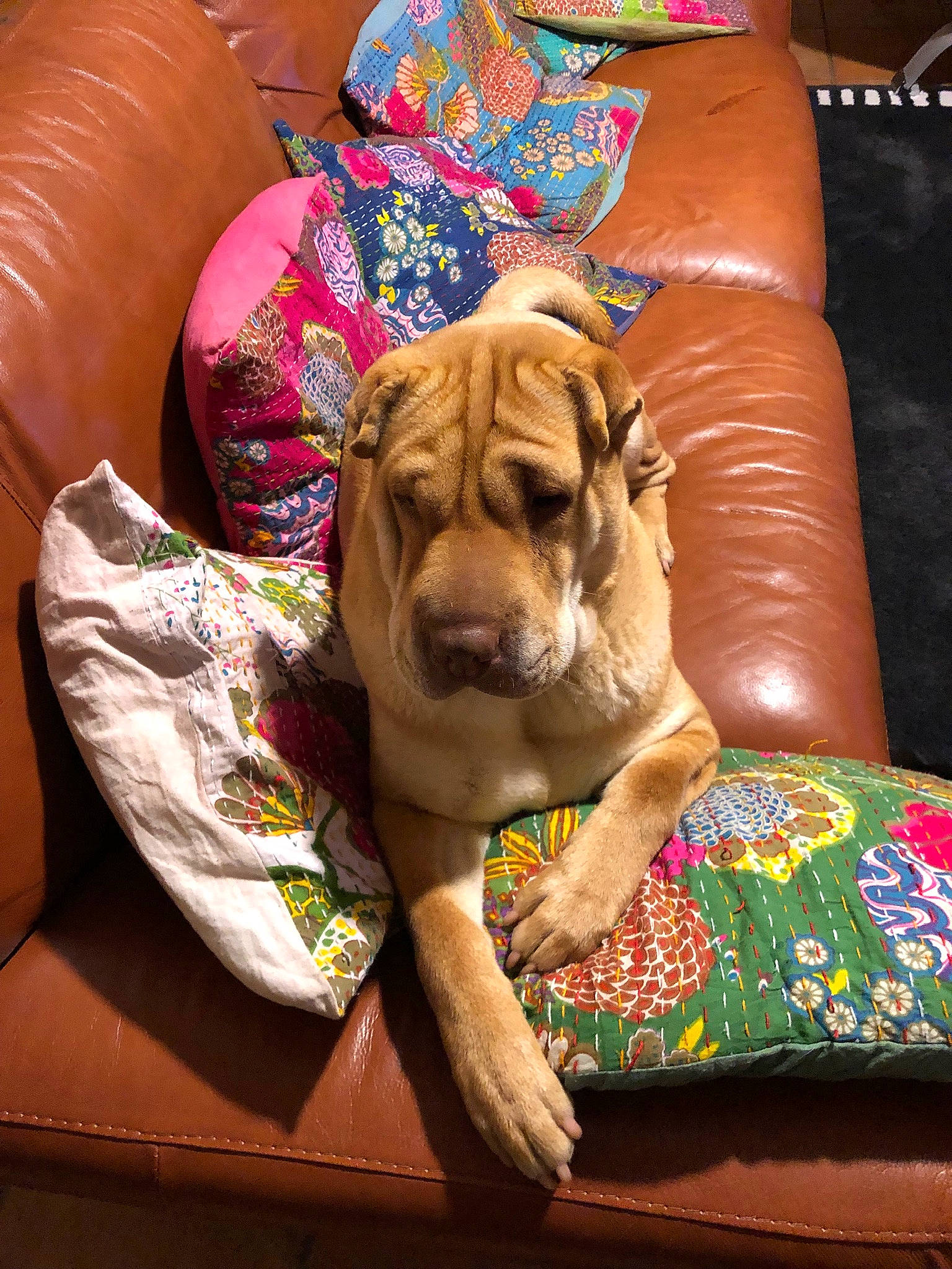 Dune a rejoint le concours — aidez-le/la à gagner de superbes lots ! canidae, carnivore, companion_dog, dog, dog_breed, fawn, mammal, non_sporting_group, old_english_bulldog, ori_pei, shar_pei, sporting_group, vertebrate, wrinkle