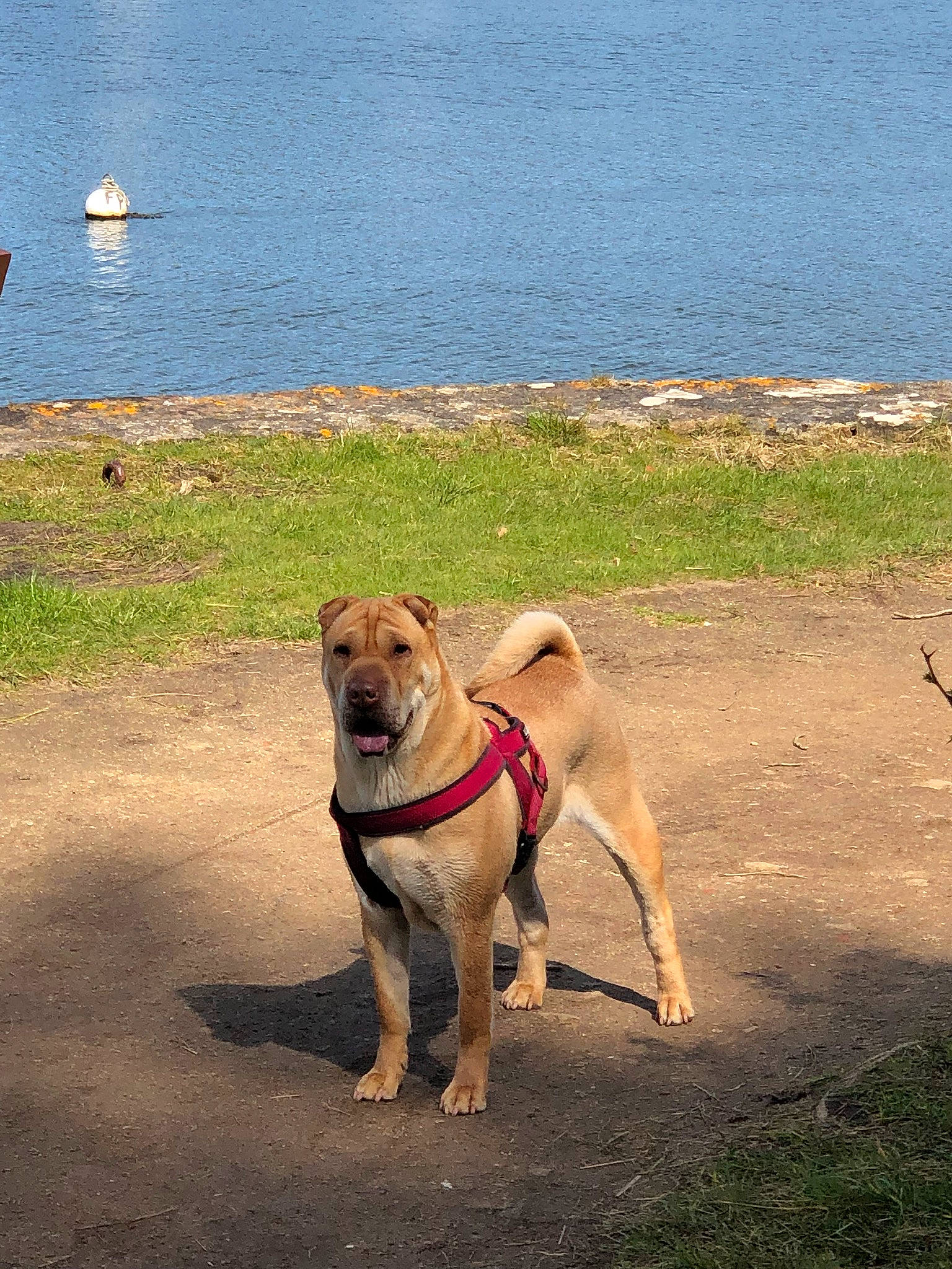 Dune participe au concours pour gagner de l'argent avec cette photo : canidae, carnivore, dog, dog_breed, fawn, mammal, potcake_dog, snout, sporting_group, vacation, vertebrate