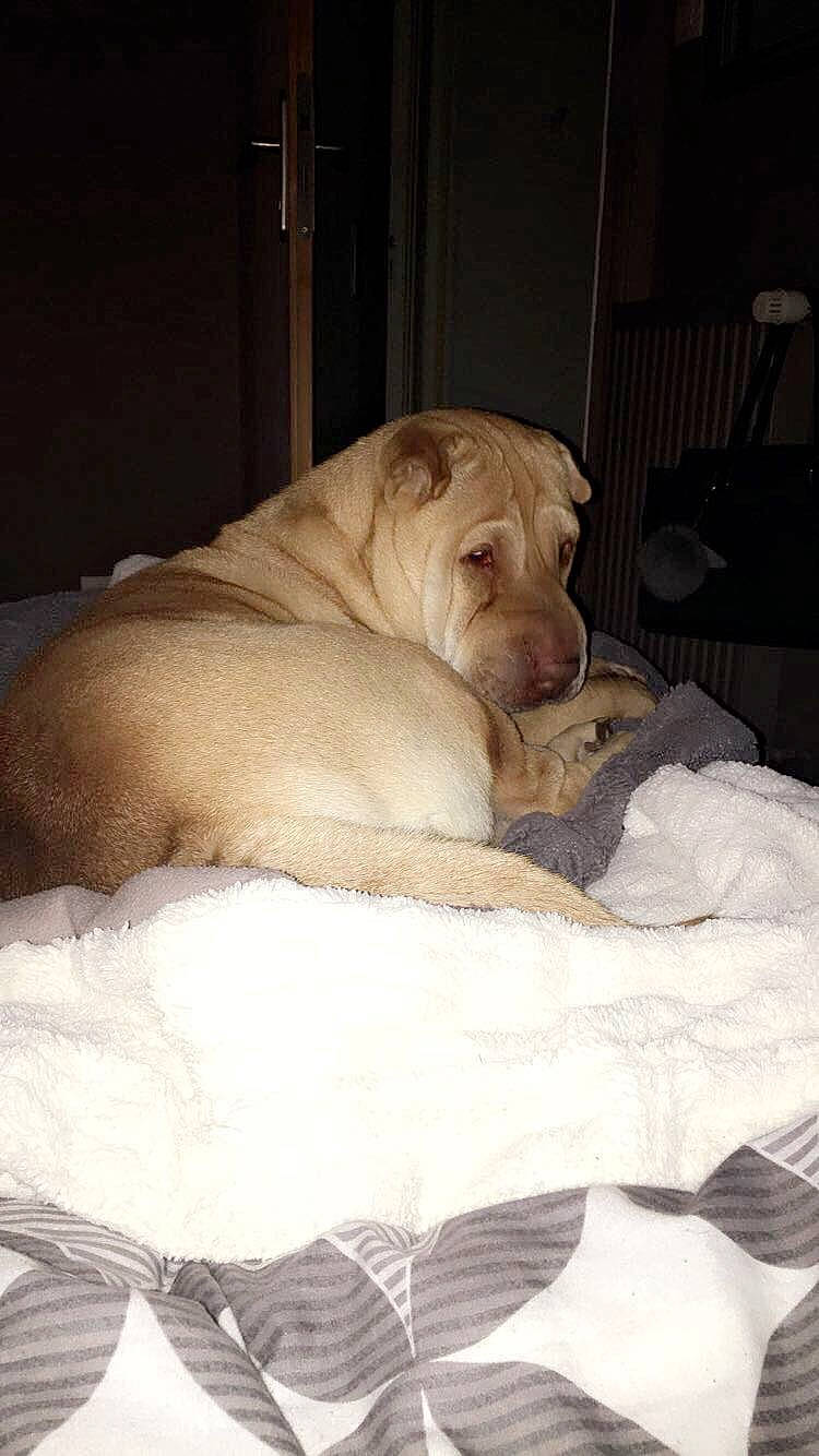 Dune a rejoint le concours — aidez-le/la à gagner de superbes lots ! canidae, carnivore, companion_dog, dog, dog_breed, dogo_argentino, fawn, mammal, nap, non_sporting_group, puppy, shar_pei, sporting_group