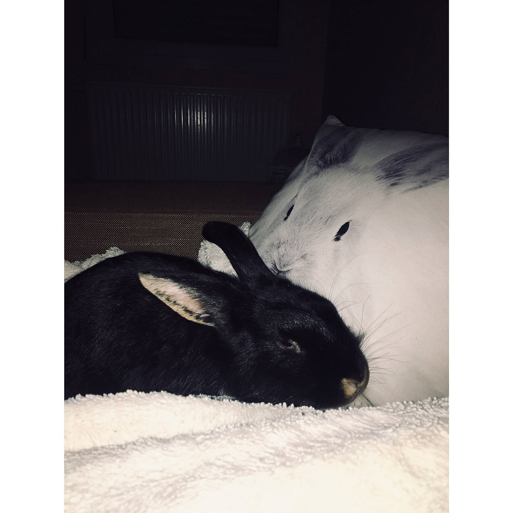 Loukoom participe au concours pour gagner de l'argent avec cette photo : beige, black_and_white, domestic_rabbit, ear, fur, hare, monochrome_photography, nose, photography, rabbit, rabbits_and_hares, rodent, sky, snout, whiskers