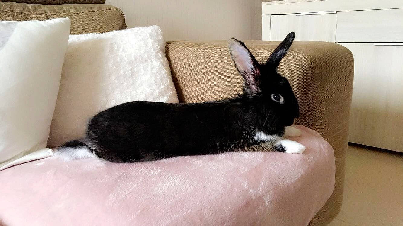 Loukoom a rejoint le concours — aidez-le/la à gagner de superbes lots ! domestic_rabbit, ear, hare, rabbit, rabbits_and_hares, tail, whiskers