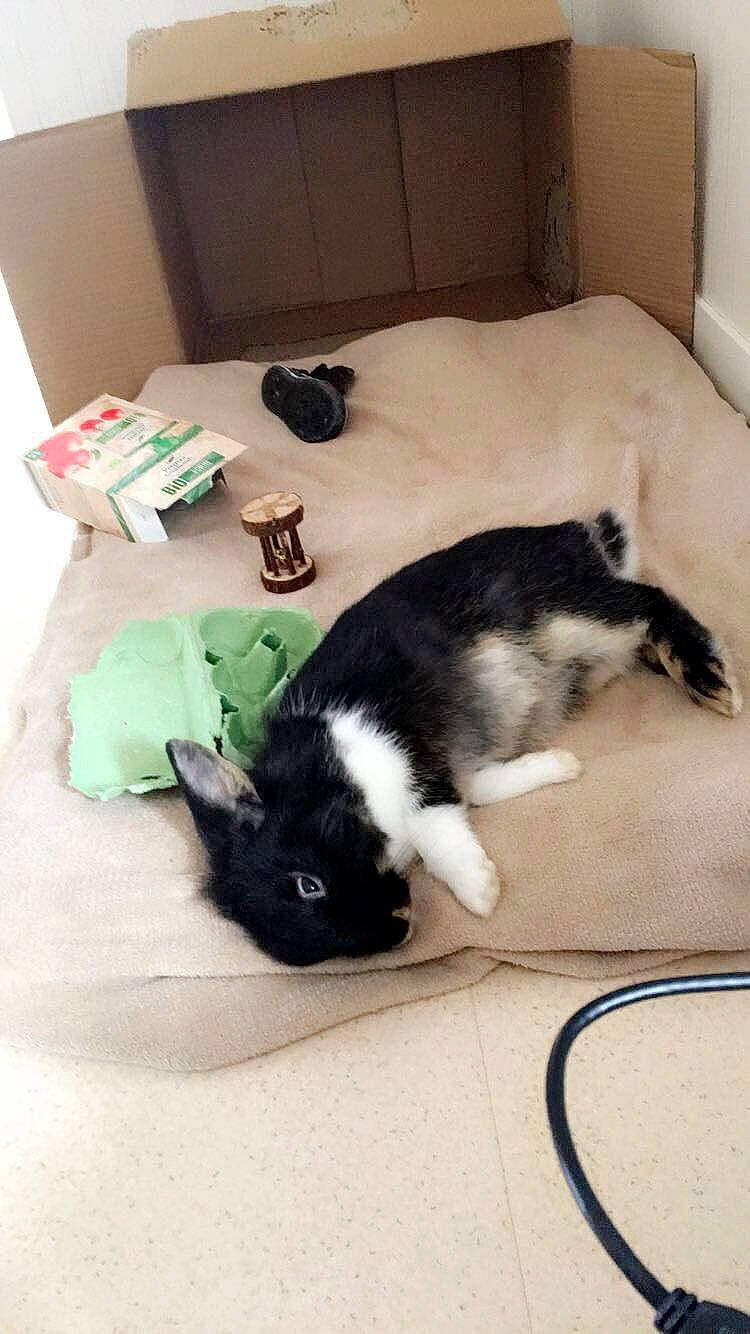 Loukoom participe au concours pour gagner de l'argent avec cette photo : black_cat, canidae, carnivore, cat, domestic_short_haired_cat, felidae, kitten, mammal, small_to_medium_sized_cats, tail, whiskers