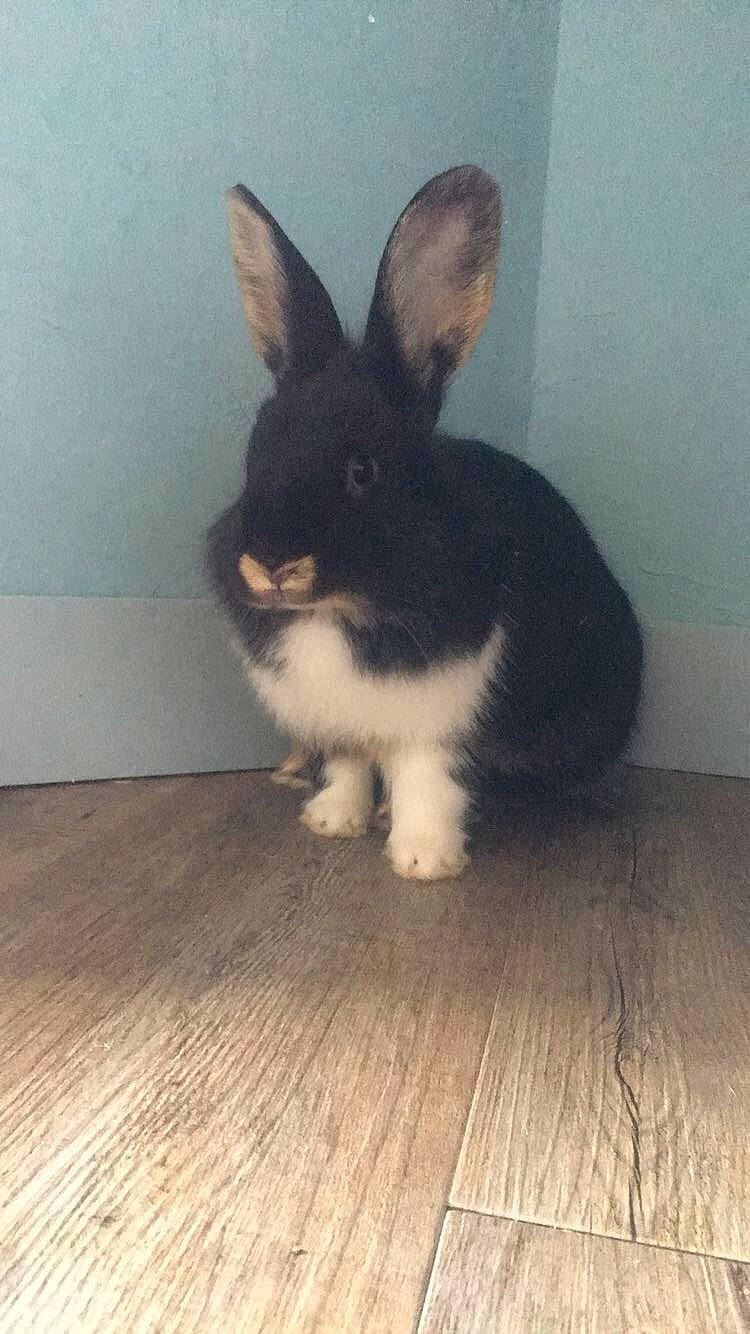 Loukoom participe au concours pour gagner de l'argent avec cette photo : domestic_rabbit, ear, fawn, hare, mammal, rabbit, rabbits_and_hares, skin, tail, whiskers