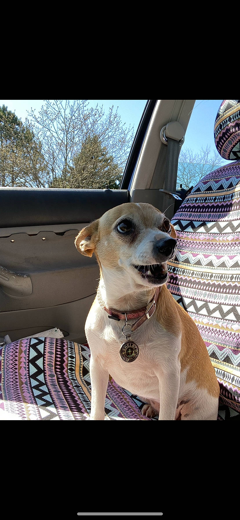 Shelby joined the competition — help win amazing prizes! auto_part, automotive_mirror, canidae, carnivore, collar, companion_dog, dog, dog_breed, dog_collar, dog_supply, eyewear, fashion_accessory, fawn, pet_supply, sky, snout, sunglasses, tree, whiskers, working_animal