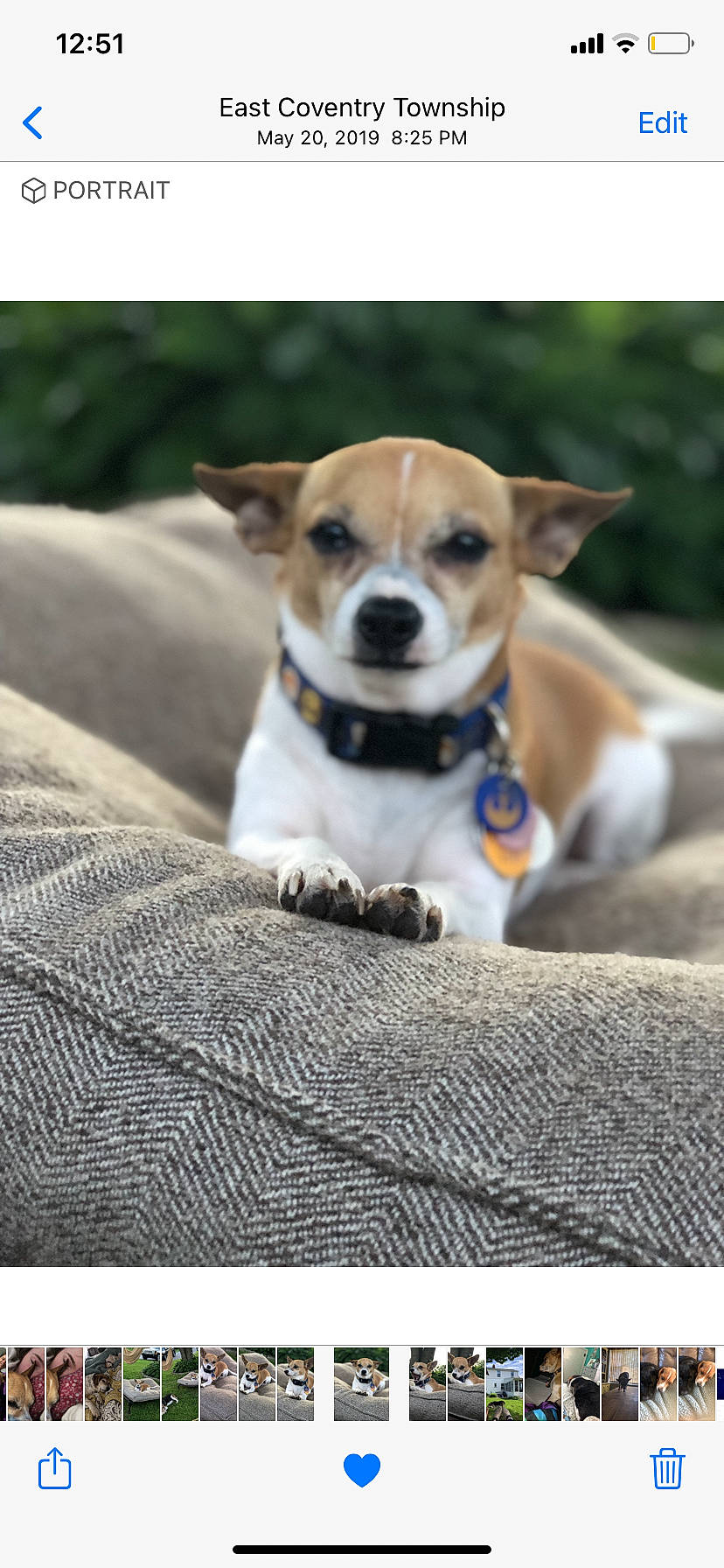 Shelby joined the competition — help win amazing prizes! canidae, carnivore, collar, companion_dog, cup, dog, dog_breed, dog_collar, dog_supply, drinkware, fawn, irishjacks, puppy, serveware, snout, sporting_group, terrestrial_animal, terrier, whiskers