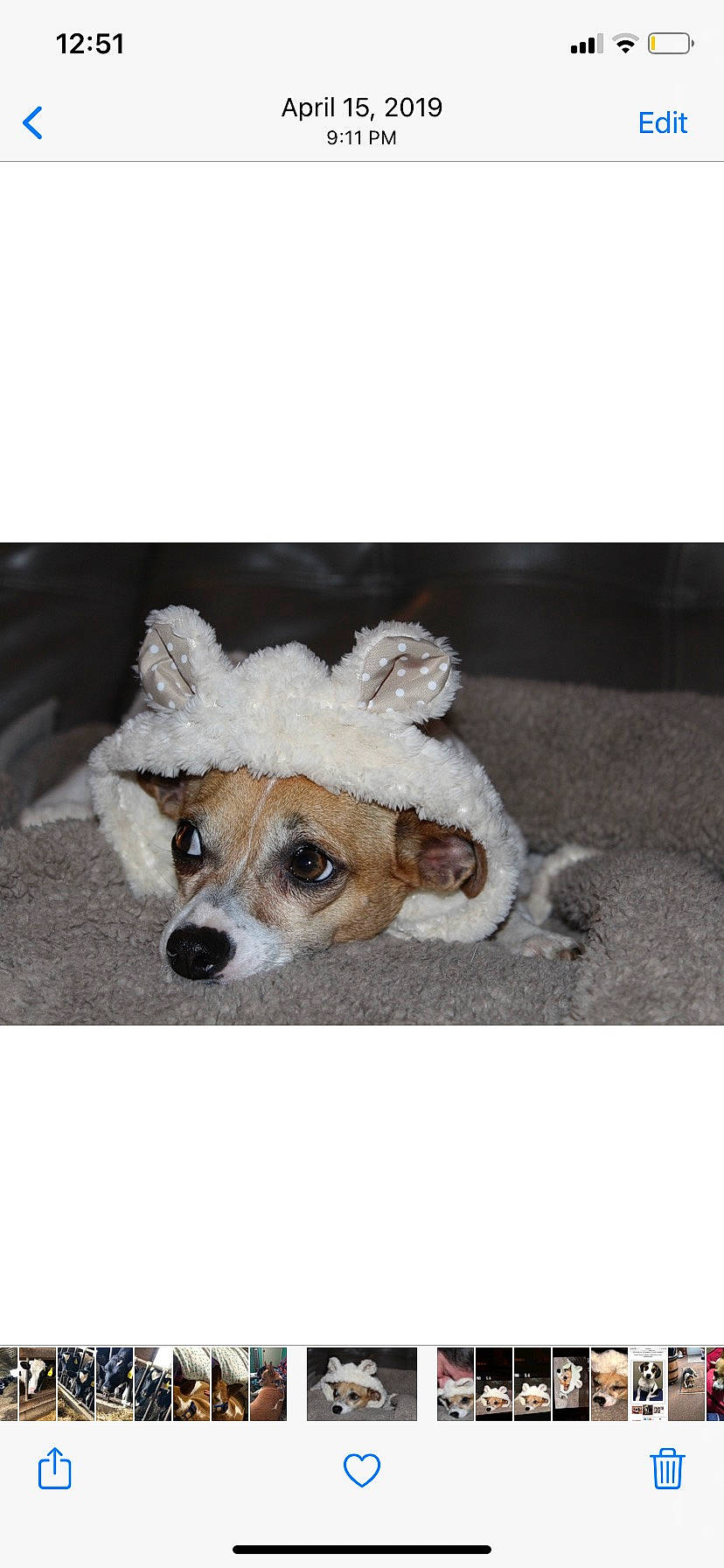 Shelby joined the competition — help win amazing prizes! canidae, carnivore, companion_dog, dog, dog_breed, dog_supply, fawn, fur, metal, paw, pet_supply, snout, terrestrial_animal, toy_dog, whiskers, winter, working_animal