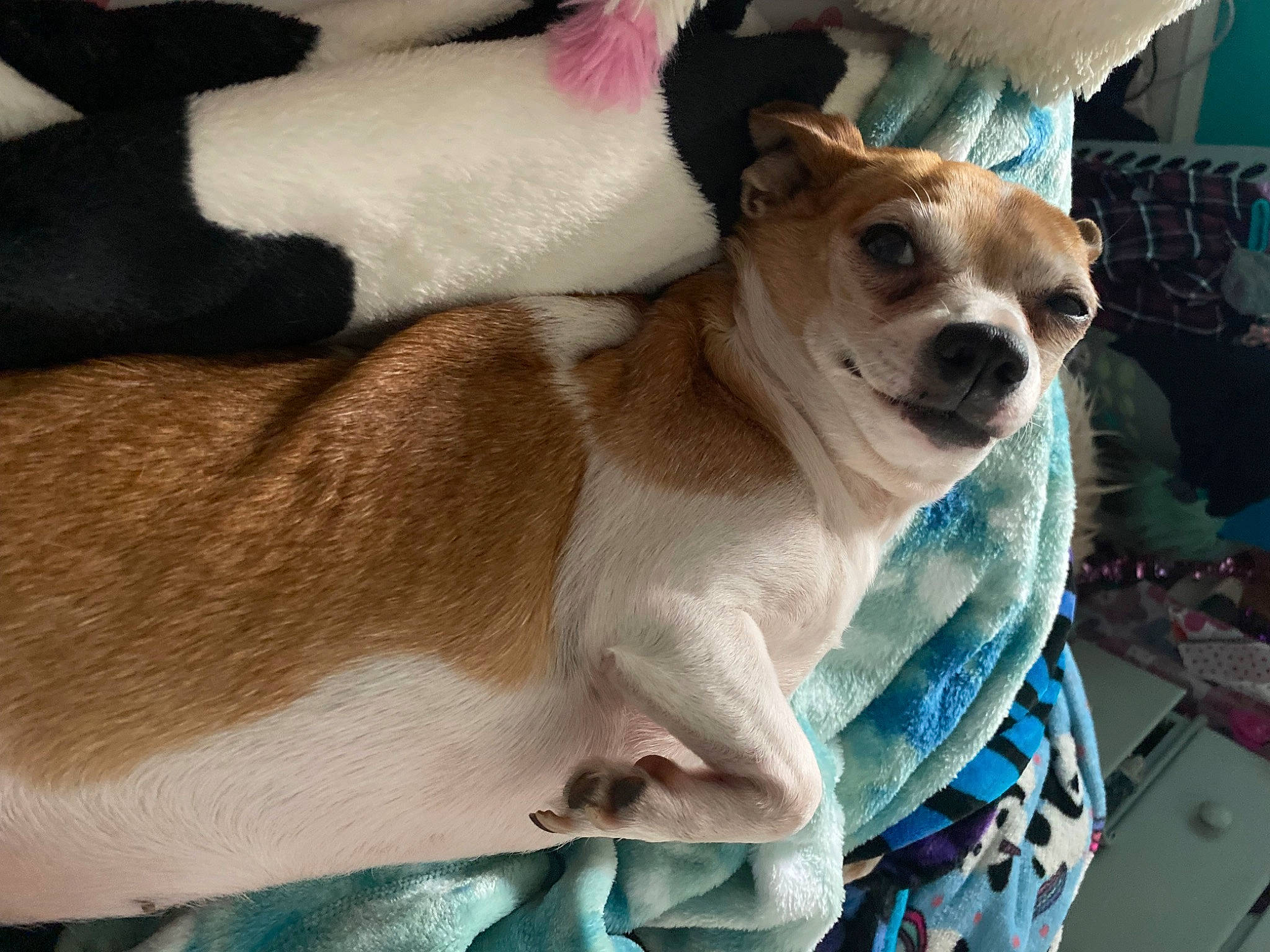 Shelby joined the competition — help win amazing prizes! canidae, carnivore, collar, comfort, companion_dog, dog, dog_breed, dog_supply, eyewear, fawn, fur, linens, nap, non_sporting_group, snout, sporting_group, sunglasses, toy_dog, whiskers, working_animal