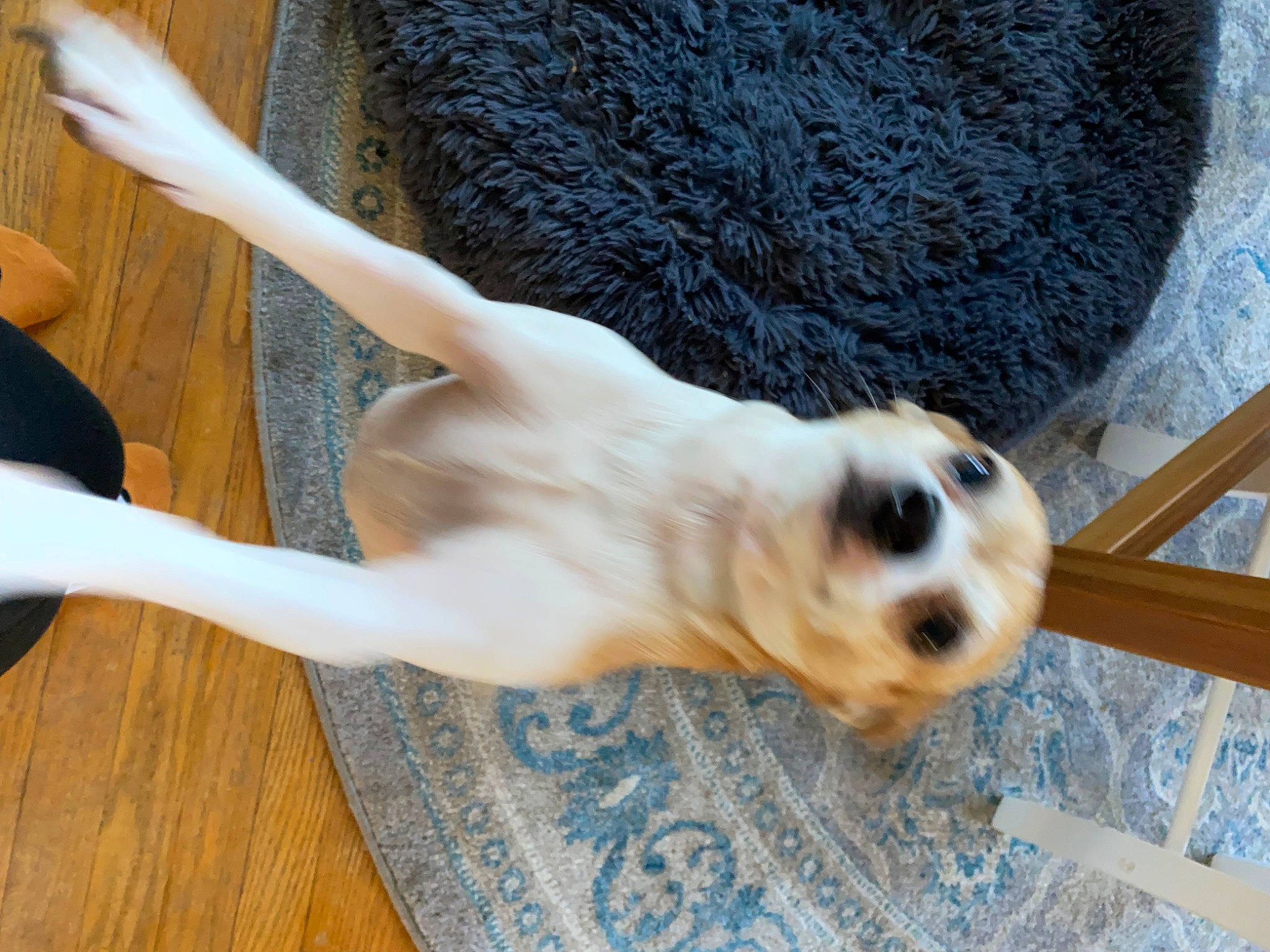 Shelby is registered to the contest to win money with this photo: canidae, carnivore, collar, companion_dog, dog, dog_breed, dog_collar, fawn, flooring, foot, fur, hardwood, paw, pet_supply, snout, sporting_group, tail, whiskers, wood, working_animal