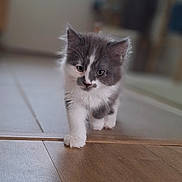 Milo participe au concours pour gagner de l'argent avec cette photo : animal, cat, cute, domestic_cat, feline, floor, fur, fur_pattern, gray, indoor, kitten, paws, pet, portrait, small, walking, whiskers, white, wooden_floor, young
