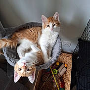 Cookie Et Roukie a rejoint le concours — aidez-le/la à gagner de superbes lots ! animal, basket, cat, cat_bed, cat_toys, companion, cozy, curious, cute, feline, fur, home, indoor, kitten, orange_and_white, pet, playful, relaxed, resting, whiskers