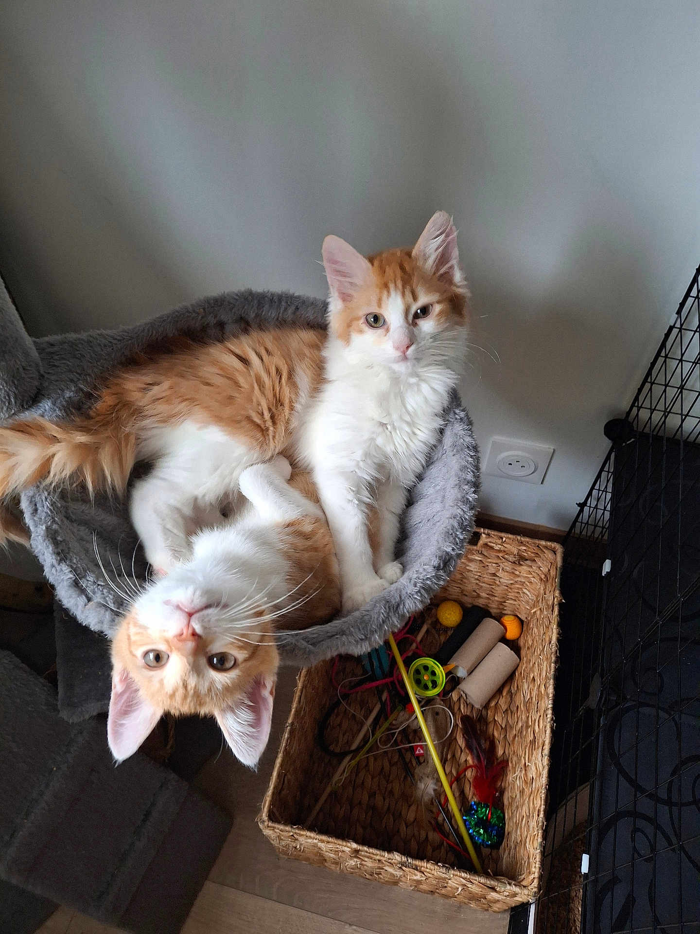 Cookie Et Roukie a rejoint le concours — aidez-le/la à gagner de superbes lots ! animal, basket, cat, cat_bed, cat_toys, companion, cozy, curious, cute, feline, fur, home, indoor, kitten, orange_and_white, pet, playful, relaxed, resting, whiskers