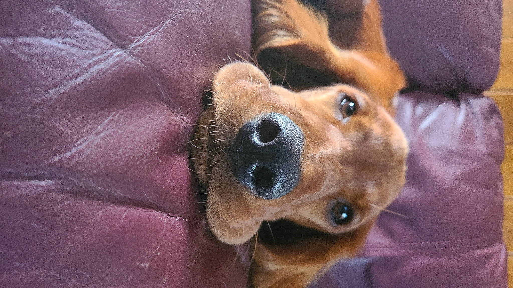 Norma joined the competition — help win amazing prizes! canidae, carnivore, companion_dog, dog, dog_breed, fawn, fur, mammal, nose, puppy, snout, sporting_group, whiskers