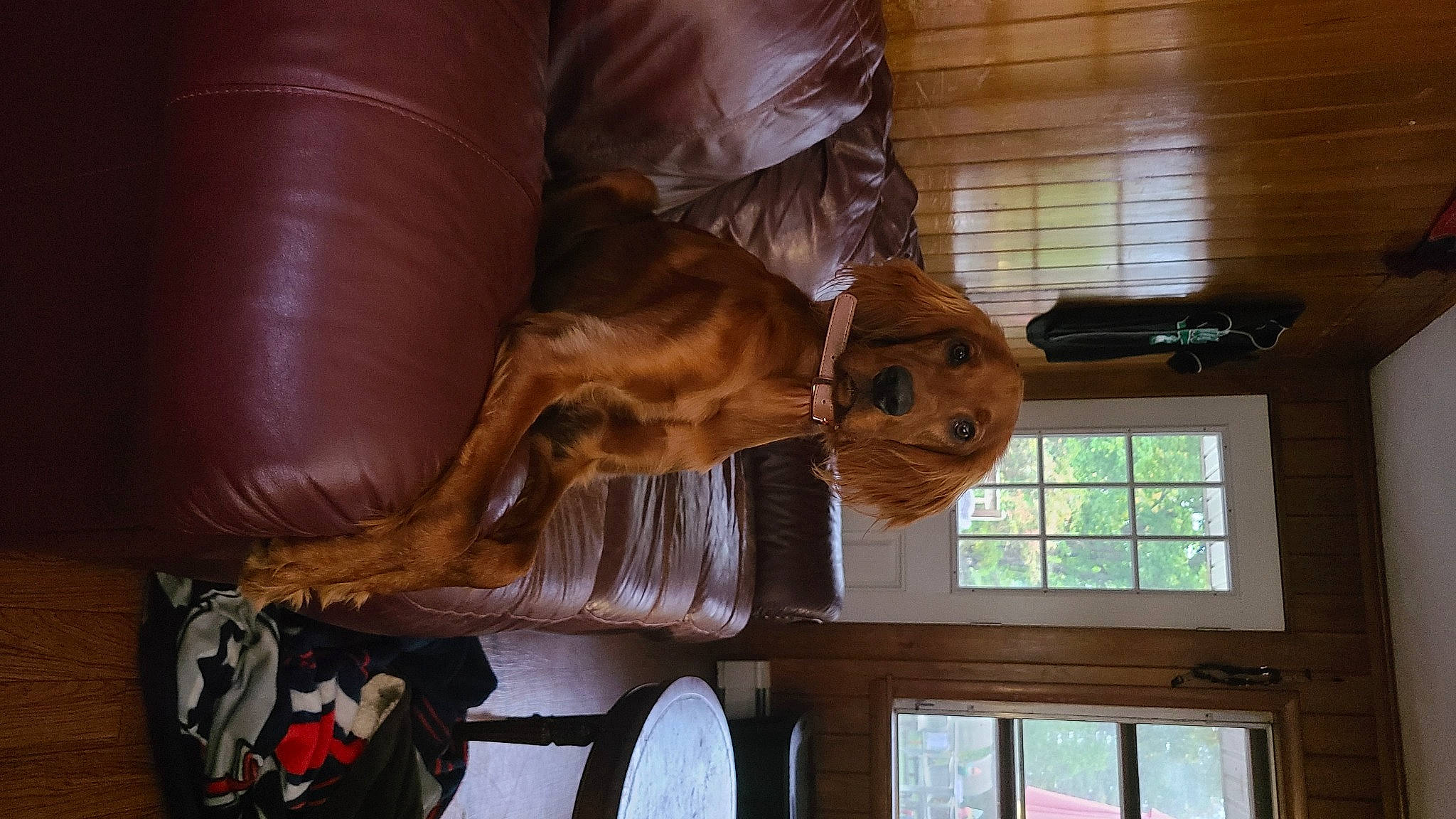 Norma joined the competition — help win amazing prizes! canidae, carnivore, dog, dog_breed, fawn, irish_setter, sporting_group