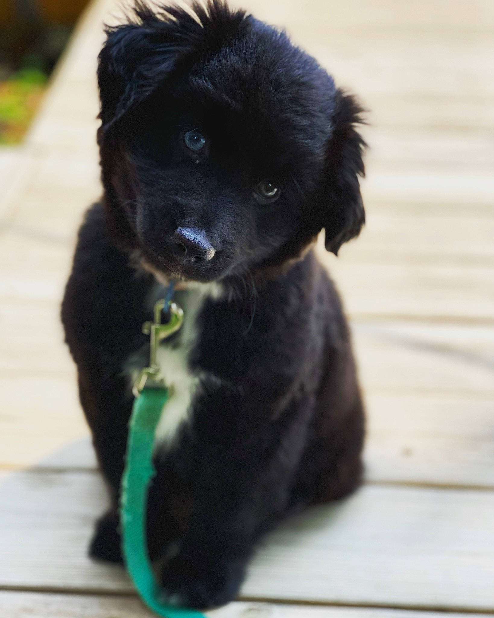 Stevie joined the competition — help win amazing prizes! borador, canidae, carnivore, collar, companion_dog, dog, dog_breed, dog_collar, fur, liver, non_sporting_group, puppy, sporting_group, toy_dog, whiskers, working_animal, working_dog