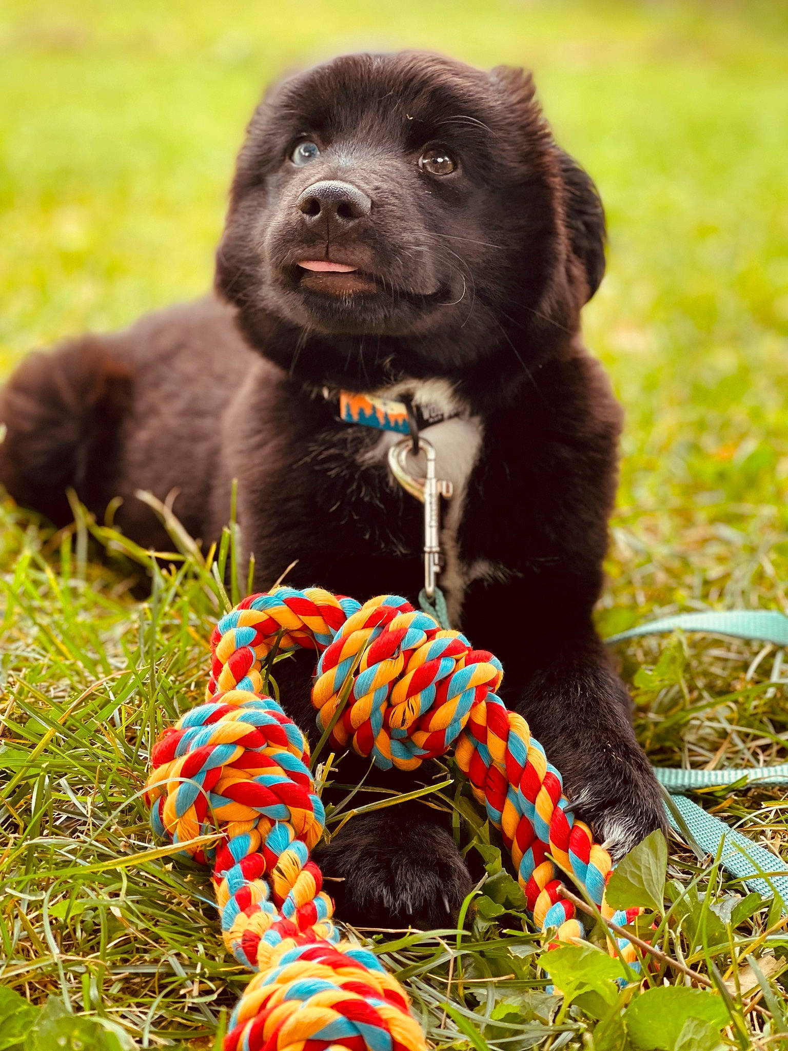 Stevie joined the competition — help win amazing prizes! canidae, carnivore, collar, companion_dog, dog, dog_breed, dog_collar, fur, grass, gun_dog, hunting_dog, liver, pattern, sporting_group, tail, terrestrial_animal, woolen, working_animal