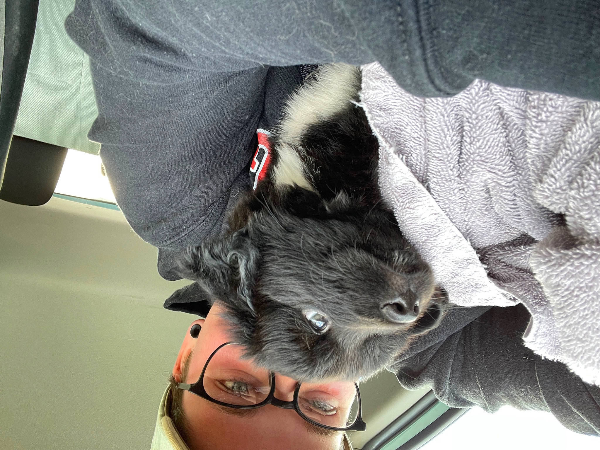 Stevie joined the competition — help win amazing prizes! canidae, carnivore, claw, comfort, companion_dog, dog_breed, domestic_short_haired_cat, felidae, foot, fur, gesture, grey, human_leg, paw, small_to_medium_sized_cats, snout, stuffed_toy, tail, thigh, whiskers