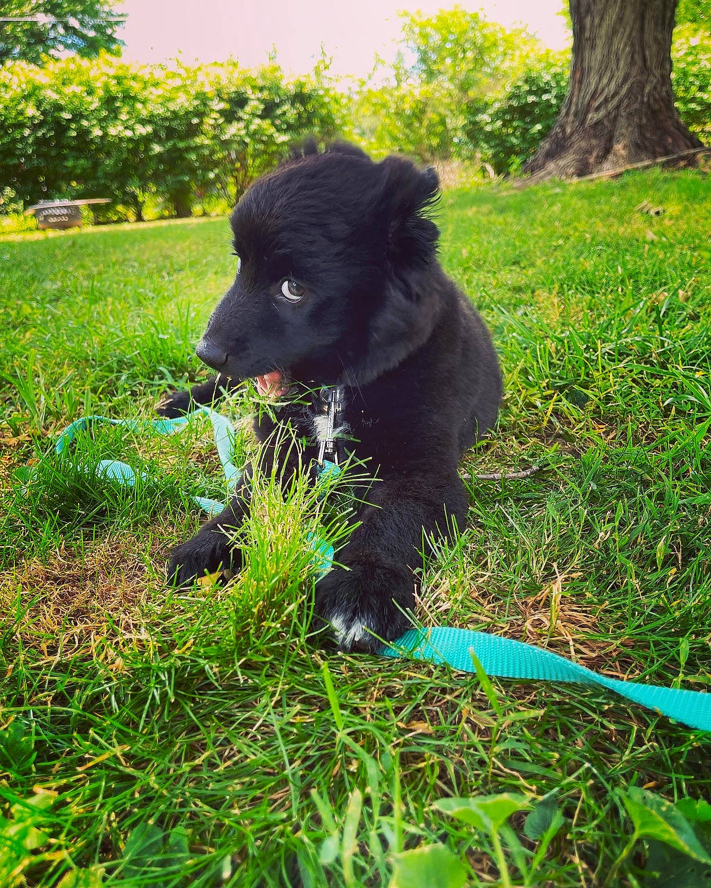 Stevie joined the competition — help win amazing prizes! carnivore, companion_dog, dog, dog_breed, dog_collar, fur, garden, grass, grassland, green, groundcover, herding_dog, plant, shrub, snout, sporting_group, tail, terrestrial_animal, tree, working_animal