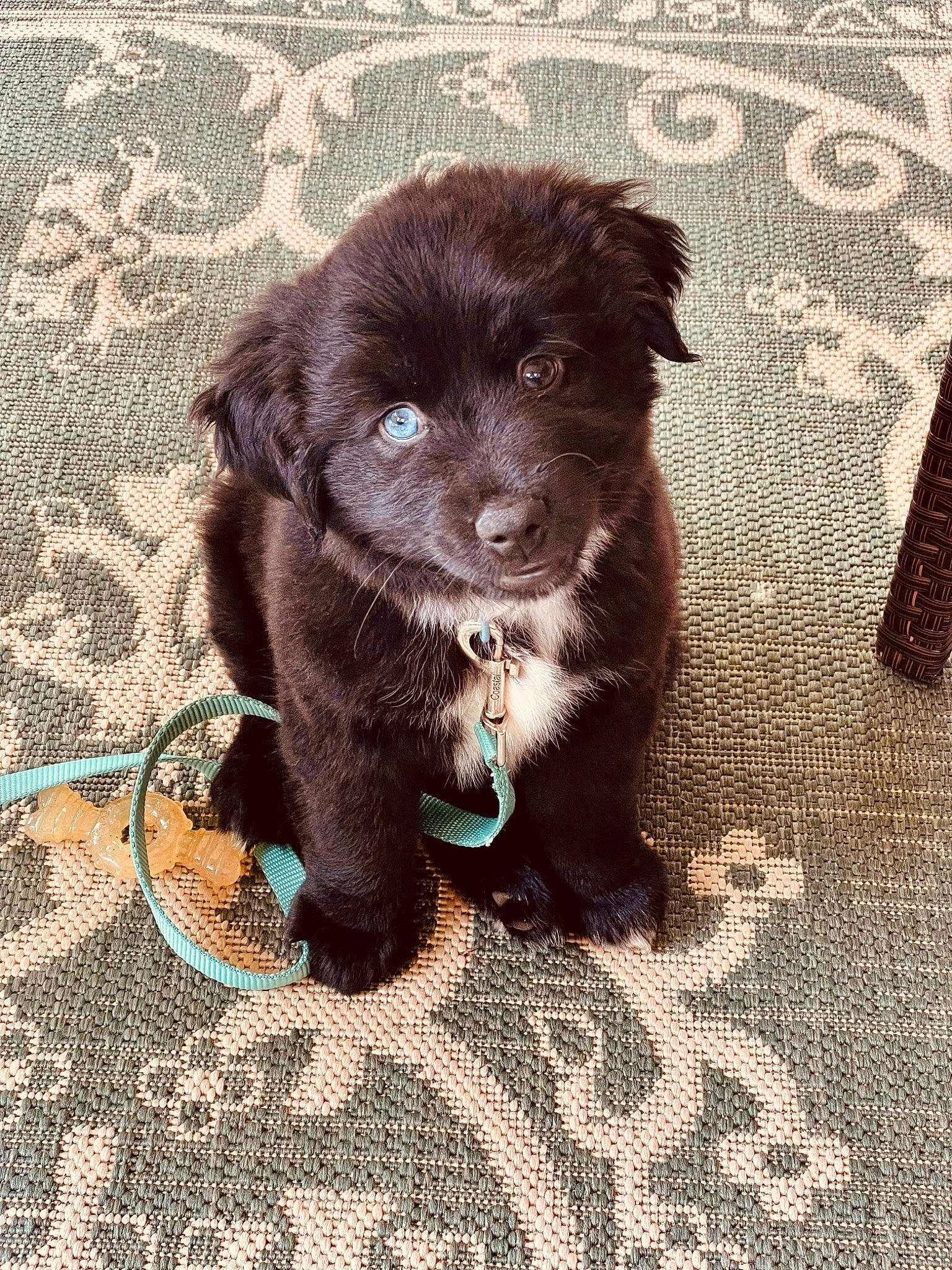 Stevie joined the competition — help win amazing prizes! borador, canidae, carnivore, companion_dog, dog, dog_breed, dog_collar, fawn, fur, gun_dog, hunting_dog, liver, puppy, snout, sporting_group, tail, terrestrial_animal, whiskers, working_animal