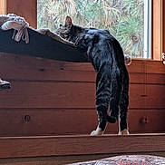 Jimi joined the competition — help win amazing prizes! animal, cat, cozy, curious, cushion, feline, fur, home, indoor, looking_out, natural_light, nature, pet, pine_tree, plant, resting_spot, standing, tabby_cat, window, wooden_wall