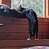 animal, cat, cozy, curious, cushion, feline, fur, home, indoor, looking_out, natural_light, nature, pet, pine_tree, plant, resting_spot, standing, tabby_cat, window, wooden_wall